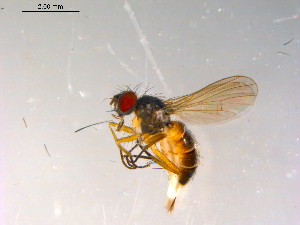  ( - 10PROBE-13452)  @13 [ ] CreativeCommons - Attribution (2011) CBG Photography Group Centre for Biodiversity Genomics