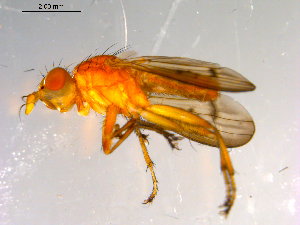  ( - 10PROBE-13465)  @12 [ ] CreativeCommons - Attribution (2011) CBG Photography Group Centre for Biodiversity Genomics