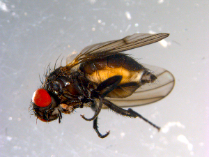  ( - 10PROBE-13583)  @13 [ ] CreativeCommons - Attribution (2011) CBG Photography Group Centre for Biodiversity Genomics
