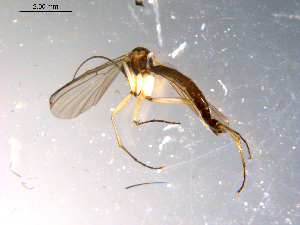  ( - 10PROBE-13589)  @12 [ ] CreativeCommons - Attribution (2011) CBG Photography Group Centre for Biodiversity Genomics