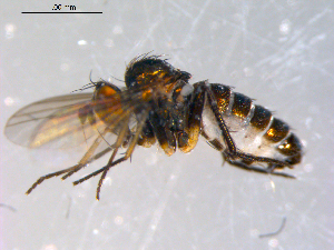  ( - 10PROBE-13619)  @12 [ ] CreativeCommons - Attribution (2011) CBG Photography Group Centre for Biodiversity Genomics