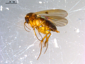 ( - 10PROBE-13667)  @13 [ ] CreativeCommons - Attribution (2011) CBG Photography Group Centre for Biodiversity Genomics