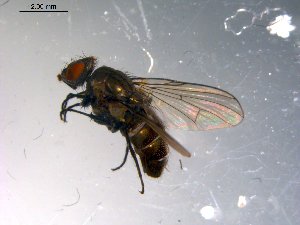 ( - 10PROBE-13703)  @13 [ ] CreativeCommons - Attribution (2011) CBG Photography Group Centre for Biodiversity Genomics