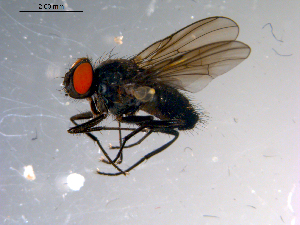  ( - 10PROBE-13705)  @13 [ ] CreativeCommons - Attribution (2011) CBG Photography Group Centre for Biodiversity Genomics