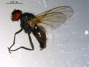  ( - 10PROBE-13734)  @13 [ ] CreativeCommons - Attribution (2011) CBG Photography Group Centre for Biodiversity Genomics