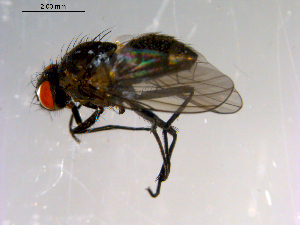  ( - 10PROBE-13784)  @13 [ ] CreativeCommons - Attribution (2011) CBG Photography Group Centre for Biodiversity Genomics