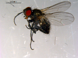  ( - 10PROBE-13788)  @13 [ ] CreativeCommons - Attribution (2011) CBG Photography Group Centre for Biodiversity Genomics