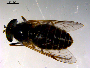  ( - 10PROBE-13798)  @12 [ ] CreativeCommons - Attribution (2011) CBG Photography Group Centre for Biodiversity Genomics