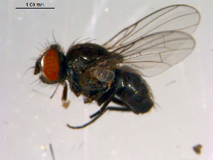  ( - 10PROBE-13813)  @13 [ ] CreativeCommons - Attribution (2011) CBG Photography Group Centre for Biodiversity Genomics