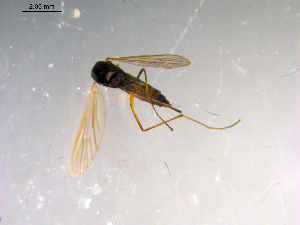  ( - 10PROBE-13858)  @13 [ ] CreativeCommons - Attribution (2011) CBG Photography Group Centre for Biodiversity Genomics