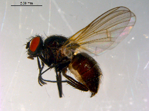  ( - 10PROBE-13868)  @14 [ ] CreativeCommons - Attribution (2011) CBG Photography Group Centre for Biodiversity Genomics