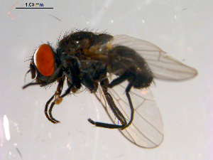  ( - 10PROBE-13941)  @13 [ ] CreativeCommons - Attribution (2011) CBG Photography Group Centre for Biodiversity Genomics