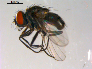  ( - 10PROBE-13942)  @13 [ ] CreativeCommons - Attribution (2011) CBG Photography Group Centre for Biodiversity Genomics