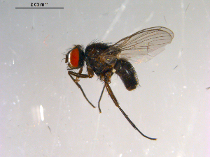 ( - 10PROBE-13943)  @13 [ ] CreativeCommons - Attribution (2011) CBG Photography Group Centre for Biodiversity Genomics