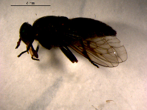  ( - 10PROBE-13959)  @12 [ ] CreativeCommons - Attribution (2011) CBG Photography Group Centre for Biodiversity Genomics