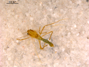  ( - 10PROBE-13992)  @13 [ ] CreativeCommons - Attribution (2011) CBG Photography Group Centre for Biodiversity Genomics