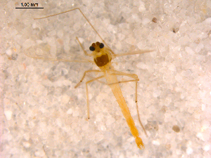  ( - 10PROBE-13993)  @13 [ ] CreativeCommons - Attribution (2011) CBG Photography Group Centre for Biodiversity Genomics