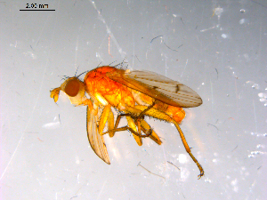  ( - 10PROBE-14010)  @12 [ ] CreativeCommons - Attribution (2011) CBG Photography Group Centre for Biodiversity Genomics