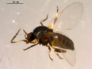  ( - 10PROBE-14052)  @13 [ ] CreativeCommons - Attribution (2011) CBG Photography Group Centre for Biodiversity Genomics