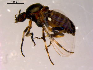  ( - 10PROBE-14073)  @13 [ ] CreativeCommons - Attribution (2011) CBG Photography Group Centre for Biodiversity Genomics