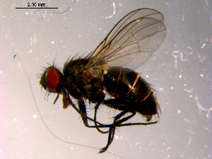  ( - 10PROBE-14120)  @13 [ ] CreativeCommons - Attribution (2011) CBG Photography Group Centre for Biodiversity Genomics