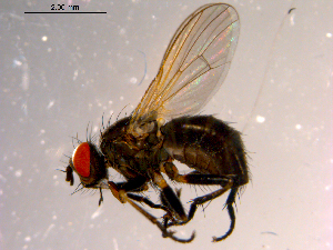  ( - 10PROBE-14127)  @13 [ ] CreativeCommons - Attribution (2011) CBG Photography Group Centre for Biodiversity Genomics