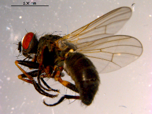  ( - 10PROBE-14128)  @13 [ ] CreativeCommons - Attribution (2011) CBG Photography Group Centre for Biodiversity Genomics