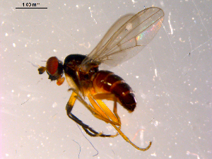  ( - 10PROBE-14142)  @12 [ ] CreativeCommons - Attribution (2011) CBG Photography Group Centre for Biodiversity Genomics