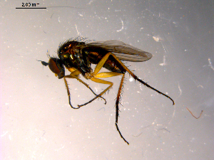 ( - 10PROBE-14150)  @13 [ ] CreativeCommons - Attribution (2011) CBG Photography Group Centre for Biodiversity Genomics