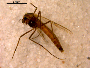  ( - 10PROBE-14171)  @12 [ ] CreativeCommons - Attribution (2011) CBG Photography Group Centre for Biodiversity Genomics