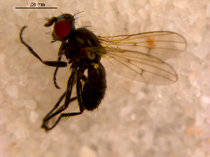  ( - 10PROBE-14172)  @12 [ ] CreativeCommons - Attribution (2011) CBG Photography Group Centre for Biodiversity Genomics