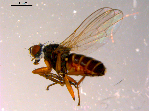  ( - 10PROBE-14225)  @13 [ ] CreativeCommons - Attribution (2011) CBG Photography Group Centre for Biodiversity Genomics