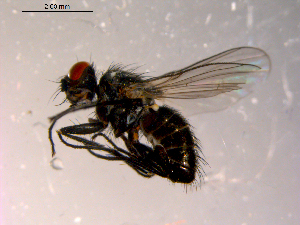  ( - 10PROBE-14232)  @12 [ ] CreativeCommons - Attribution (2011) CBG Photography Group Centre for Biodiversity Genomics