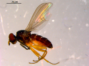  ( - 10PROBE-14242)  @13 [ ] CreativeCommons - Attribution (2011) CBG Photography Group Centre for Biodiversity Genomics