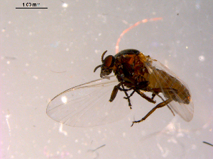  ( - 10PROBE-14249)  @12 [ ] CreativeCommons - Attribution (2011) CBG Photography Group Centre for Biodiversity Genomics