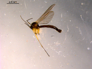  ( - 10PROBE-14259)  @13 [ ] CreativeCommons - Attribution (2011) CBG Photography Group Centre for Biodiversity Genomics