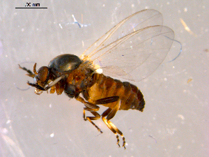  ( - 10PROBE-14323)  @13 [ ] CreativeCommons - Attribution (2011) CBG Photography Group Centre for Biodiversity Genomics