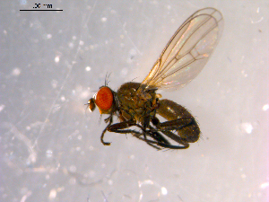  ( - 10PROBE-14366)  @13 [ ] CreativeCommons - Attribution (2011) CBG Photography Group Centre for Biodiversity Genomics