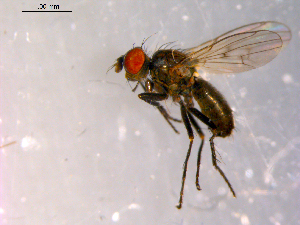  ( - 10PROBE-14368)  @13 [ ] CreativeCommons - Attribution (2011) CBG Photography Group Centre for Biodiversity Genomics
