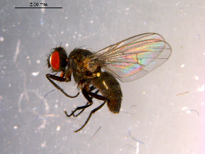  ( - 10PROBE-14370)  @14 [ ] CreativeCommons - Attribution (2011) CBG Photography Group Centre for Biodiversity Genomics