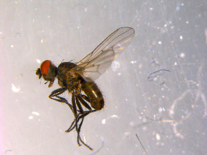  ( - 10PROBE-14374)  @13 [ ] CreativeCommons - Attribution (2011) CBG Photography Group Centre for Biodiversity Genomics