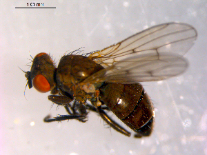  ( - 10PROBE-14375)  @13 [ ] CreativeCommons - Attribution (2011) CBG Photography Group Centre for Biodiversity Genomics
