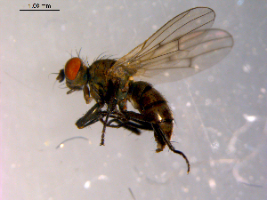  ( - 10PROBE-14377)  @13 [ ] CreativeCommons - Attribution (2011) CBG Photography Group Centre for Biodiversity Genomics