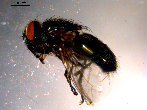  ( - 10PROBE-14429)  @13 [ ] CreativeCommons - Attribution (2011) CBG Photography Group Centre for Biodiversity Genomics