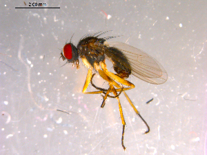  ( - 10PROBE-14465)  @12 [ ] CreativeCommons - Attribution (2011) CBG Photography Group Centre for Biodiversity Genomics