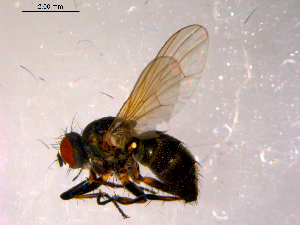  ( - 10PROBE-14534)  @14 [ ] CreativeCommons - Attribution (2011) CBG Photography Group Centre for Biodiversity Genomics