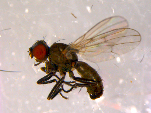  ( - 10PROBE-14554)  @13 [ ] CreativeCommons - Attribution (2011) CBG Photography Group Centre for Biodiversity Genomics