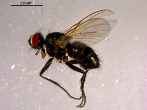 ( - 10PROBE-14592)  @13 [ ] CreativeCommons - Attribution (2011) CBG Photography Group Centre for Biodiversity Genomics