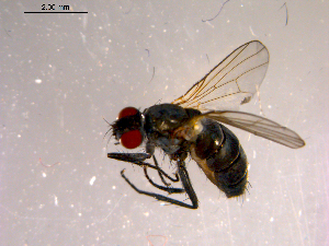  ( - 10PROBE-14598)  @13 [ ] CreativeCommons - Attribution (2011) CBG Photography Group Centre for Biodiversity Genomics