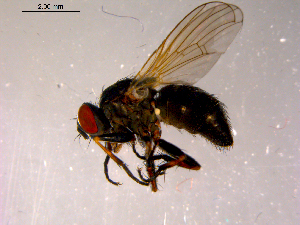  ( - 10PROBE-14600)  @14 [ ] CreativeCommons - Attribution (2011) CBG Photography Group Centre for Biodiversity Genomics